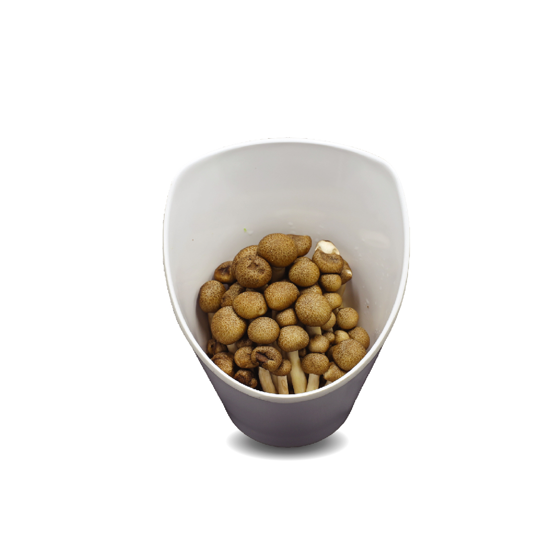 Black crab beech mushroom